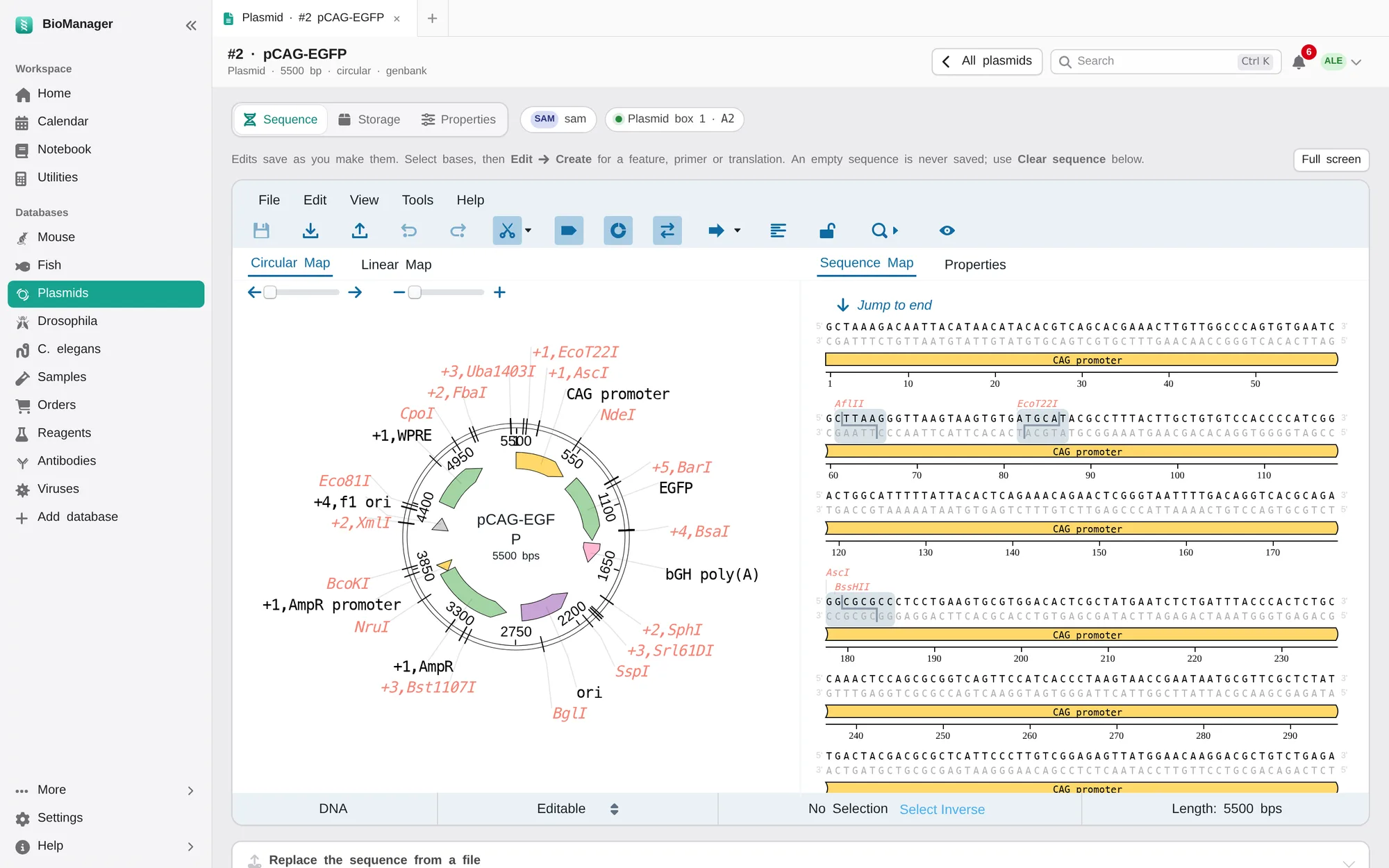 A circular plasmid map with features and restriction sites beside the sequence
